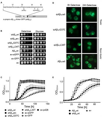 The Impact of ESCRT on Aβ1-42 Induced Membrane Lesions in a Yeast Model for Alzheimer’s Disease